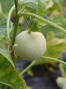 吃甜瓜最新事件爆料视频,视频揭秘惊人内幕  第1张